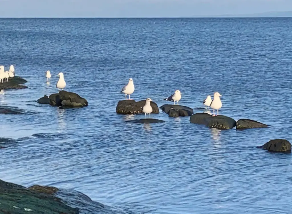 Seagulls2