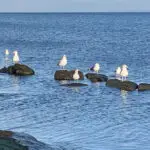 Seagulls2