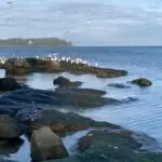 seagull rock-2